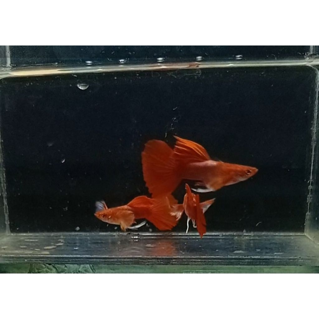 pembersih air guppy albino tuxedo butterfly