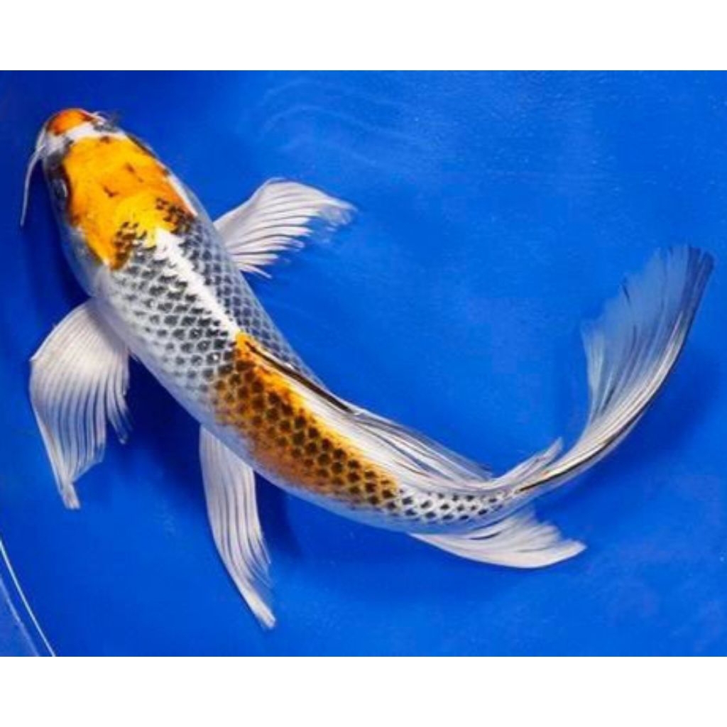 Paket koi hariwake slayer gindrin 10-13cm grade A stok limited hiasan aquarium layak dibesarkan