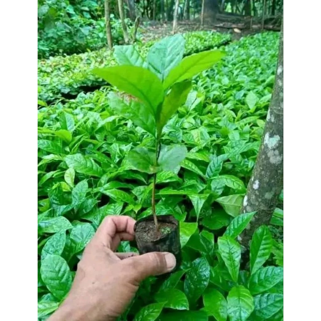 bibit kopi robusta klon bagio unggul  paket100 batang