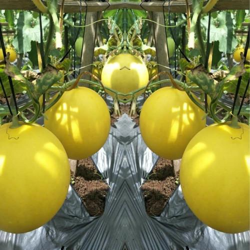Benih Bibit Biji - Melon My Love F1 Golden Kuning Hibrida Seeds