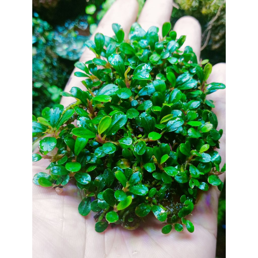 Buce super mini coin