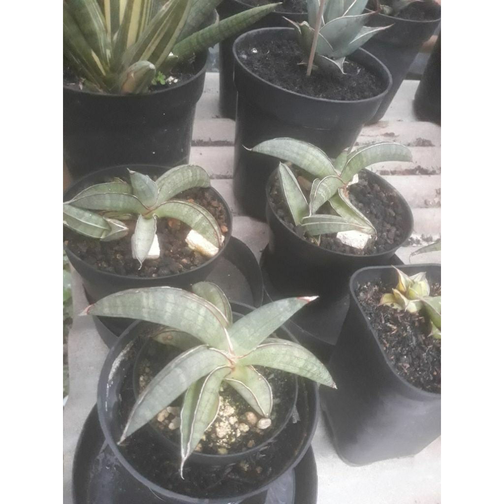 sanseviera eliensis (king of Sanseviera)