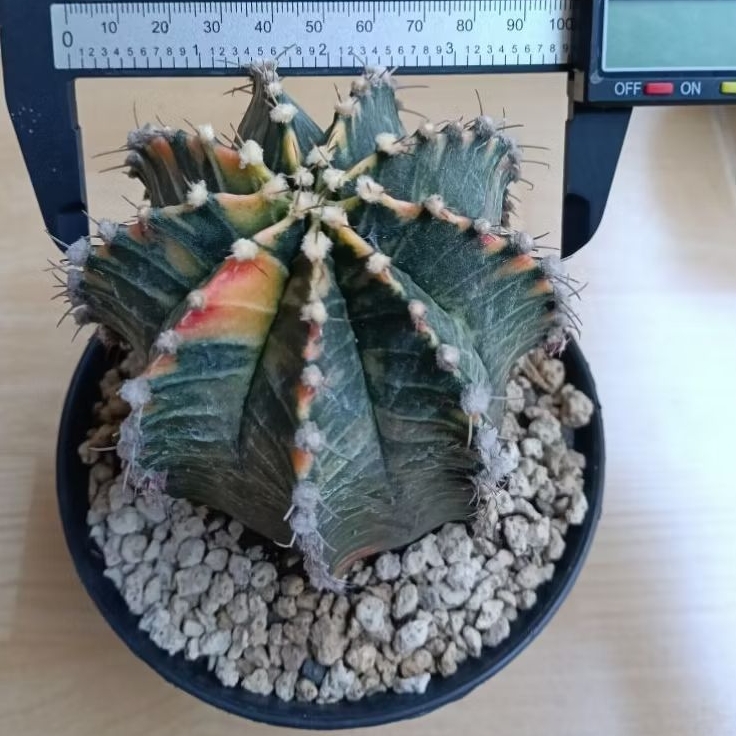 kaktus jumbo starfire hybrid/kaktus id starfire (code G)