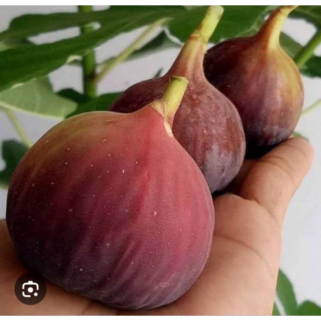 Bibit Buah Tin Jumbo Langka Unggulan Asali Rasa Buah Manis Legit Tekstur Lembut Juicy Asal Fresh Can