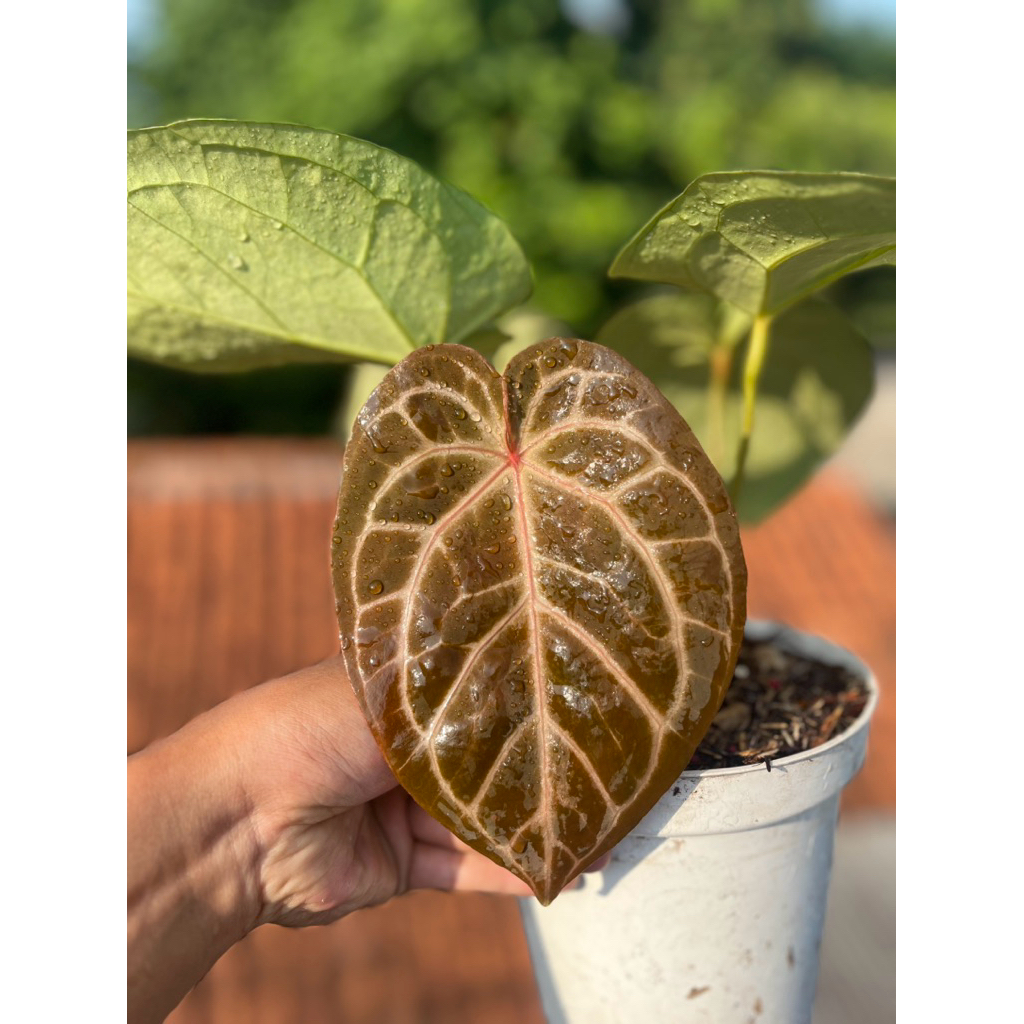 anthurium king of spades x red crystallinum