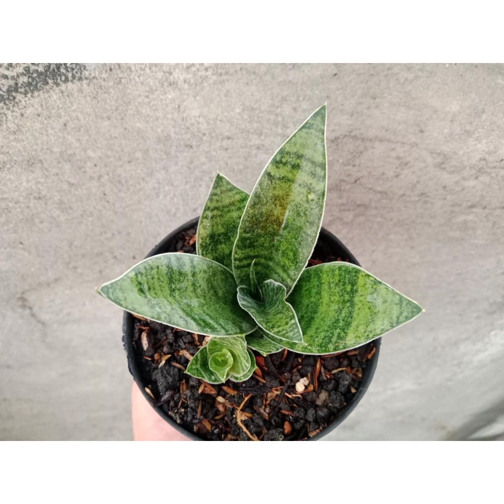 Sansivera Hybrid Ngalambono Variegata srit