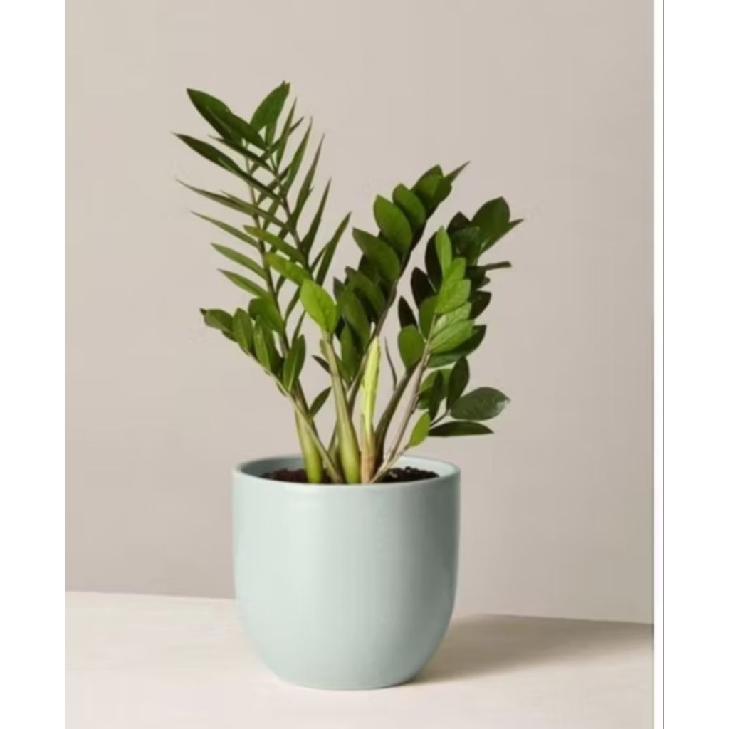 Tanaman hias zamia dolar //zamia plant