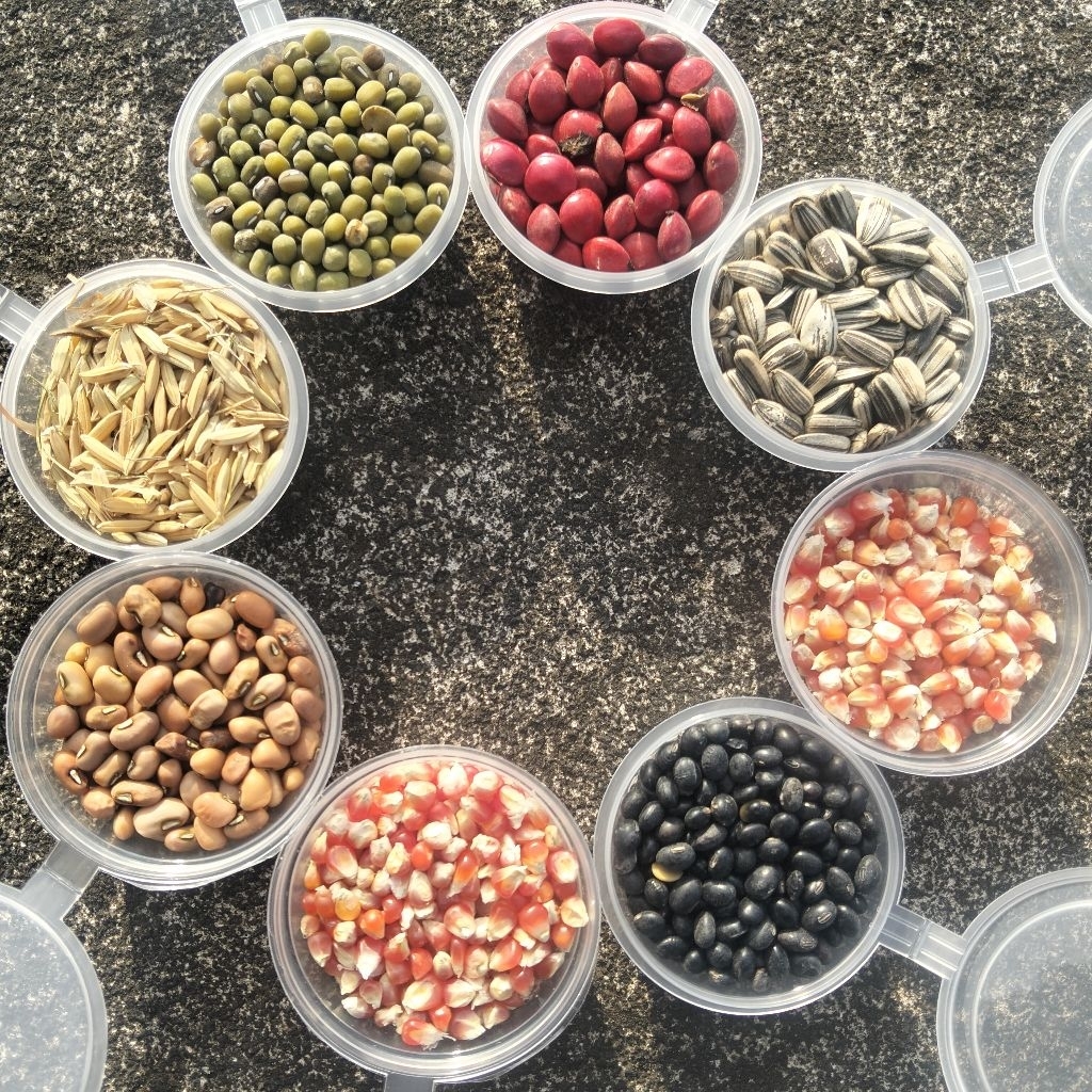 BIJI BIJIAN KOLASE BAHAN KETERAMPILAN KOLASE BIJI BIJIAN UNTUK KOLASE TERLENGKAP