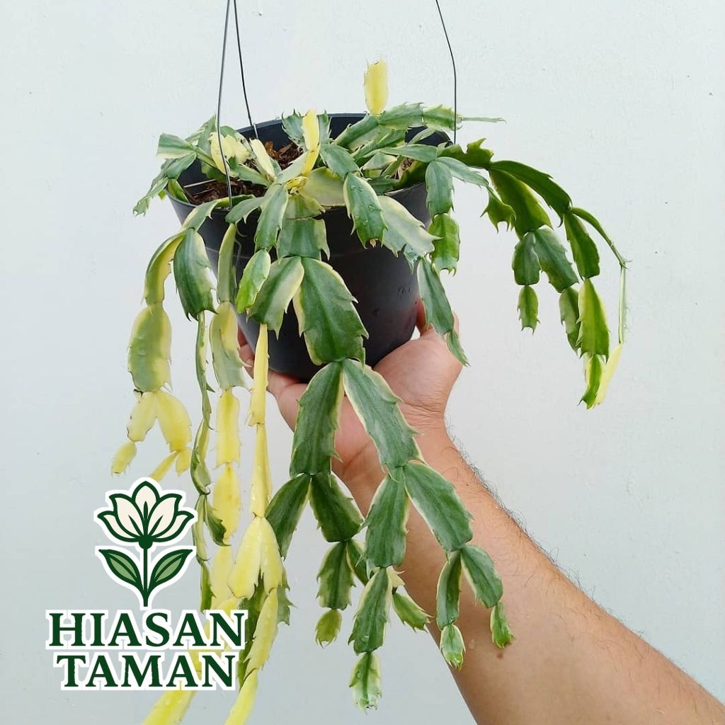 Tanaman gantung wijaya kusuma kepiting variegata - tanaman wijaya kusuma kepiting - wijaya kusuma ke