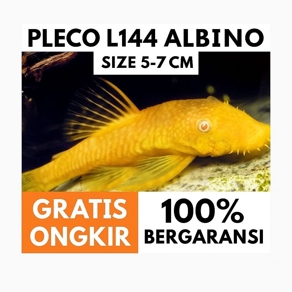 Pleco L144 red eye albino - ikan hias pleco bristlenose - ikan pembersih kaca - hiasan aquarium