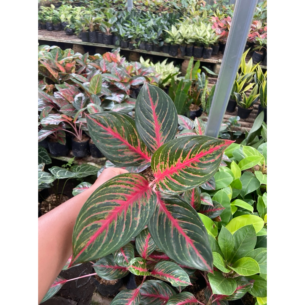Tanaman Hias Aglonema Red Borju - Aglonema Red Borju - Aglonema Red Borju