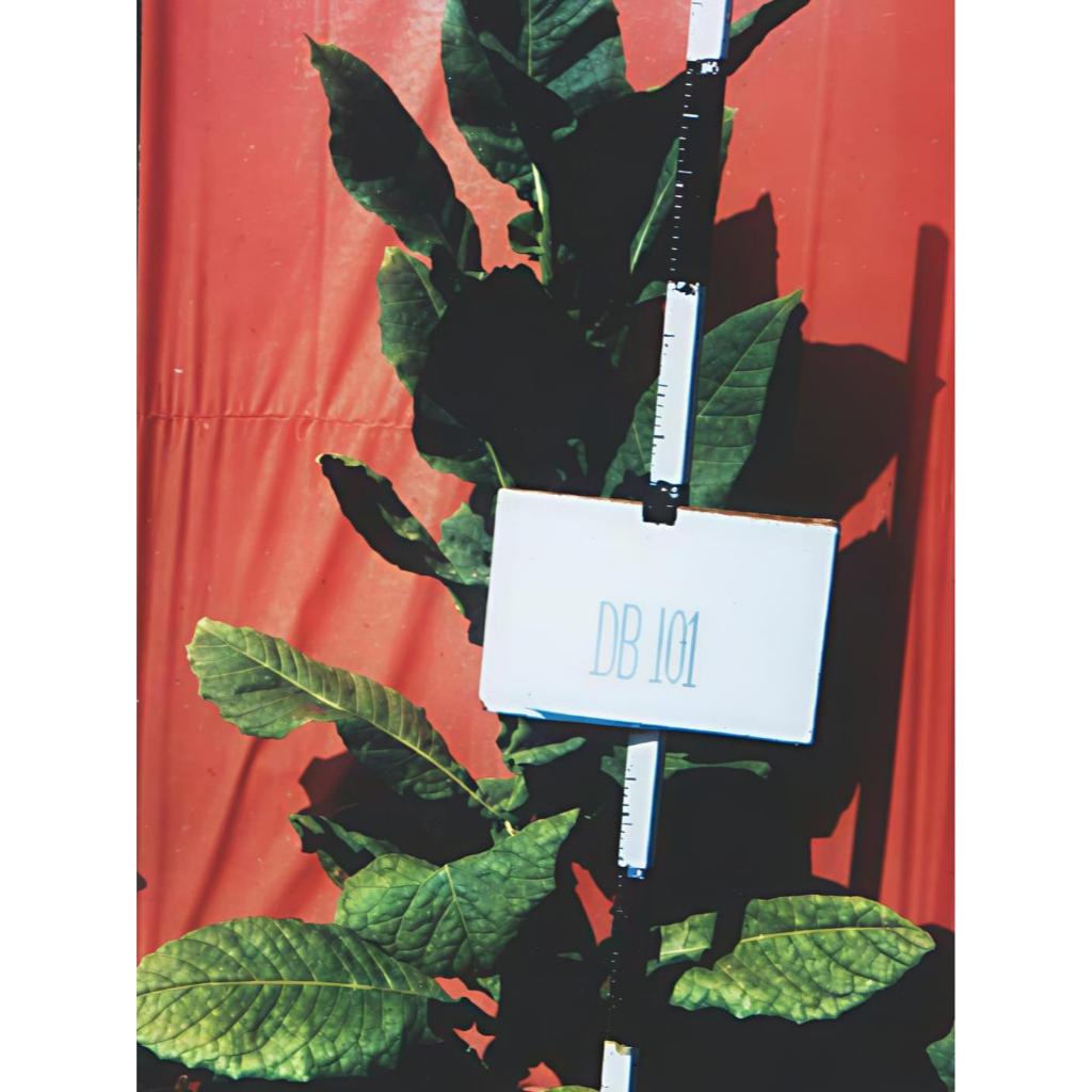 Benih Virginia Dixie Bright 101 Lombok (1 gram)