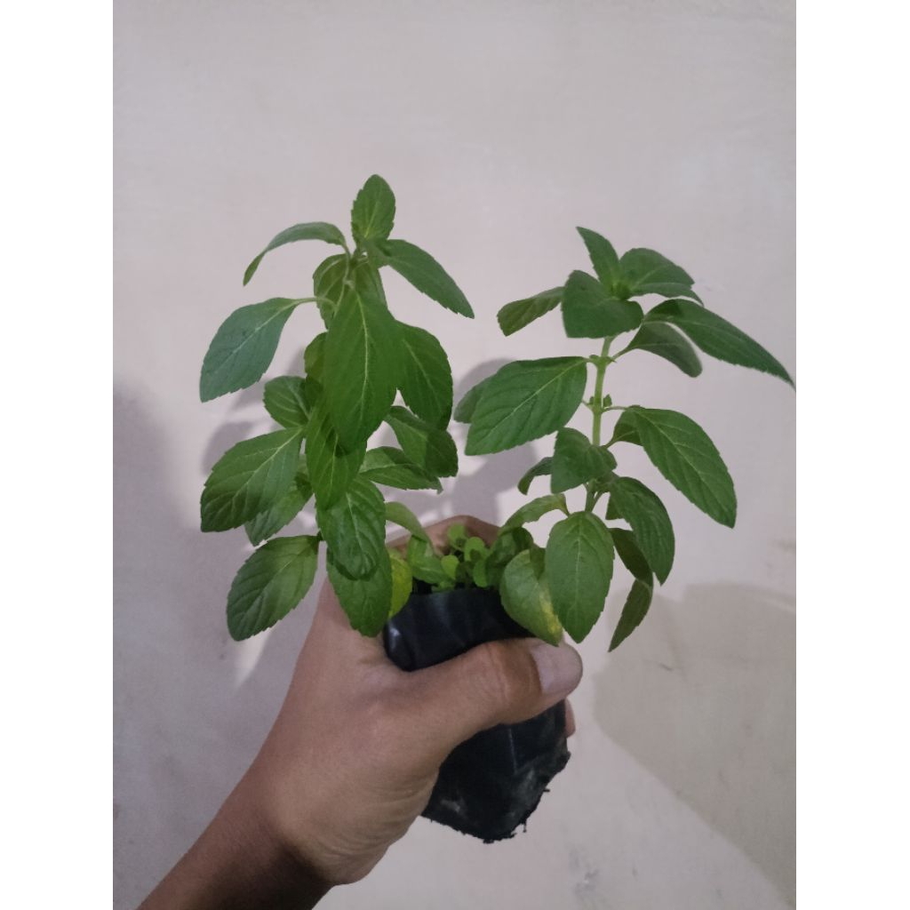 bibit tanaman mint bibit papermint bibit tanaman herbal mint dataran rendah