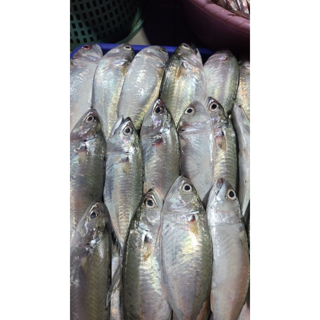 Ikan Kembung Gepeng/Puket 1kg