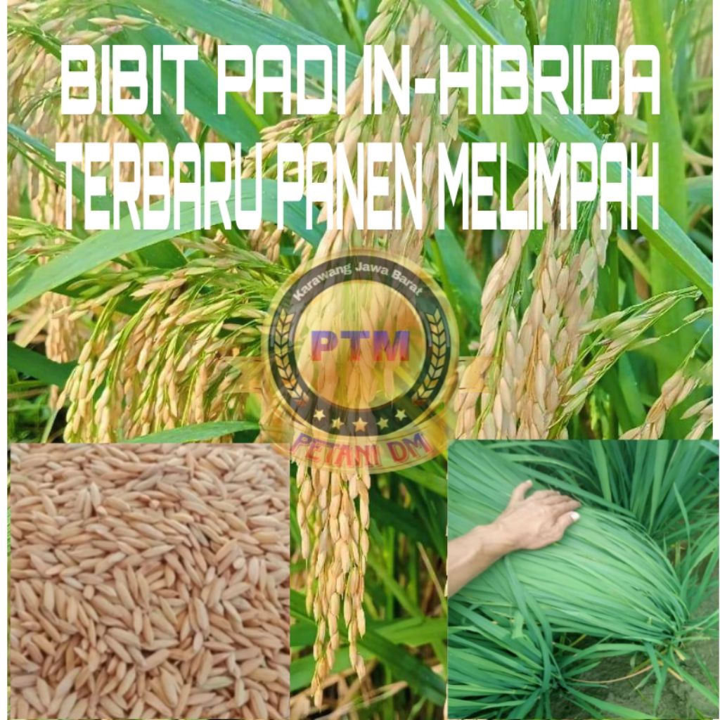 BIBIT PADI IN-HIBRIDA KEMASAN 1KG