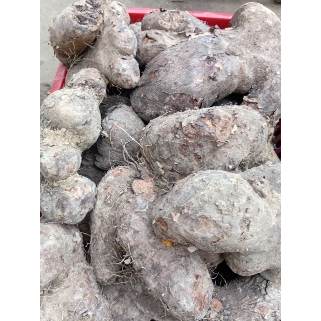 uwi legit 5kg uwi putih uwi tuban uwi asli tuban