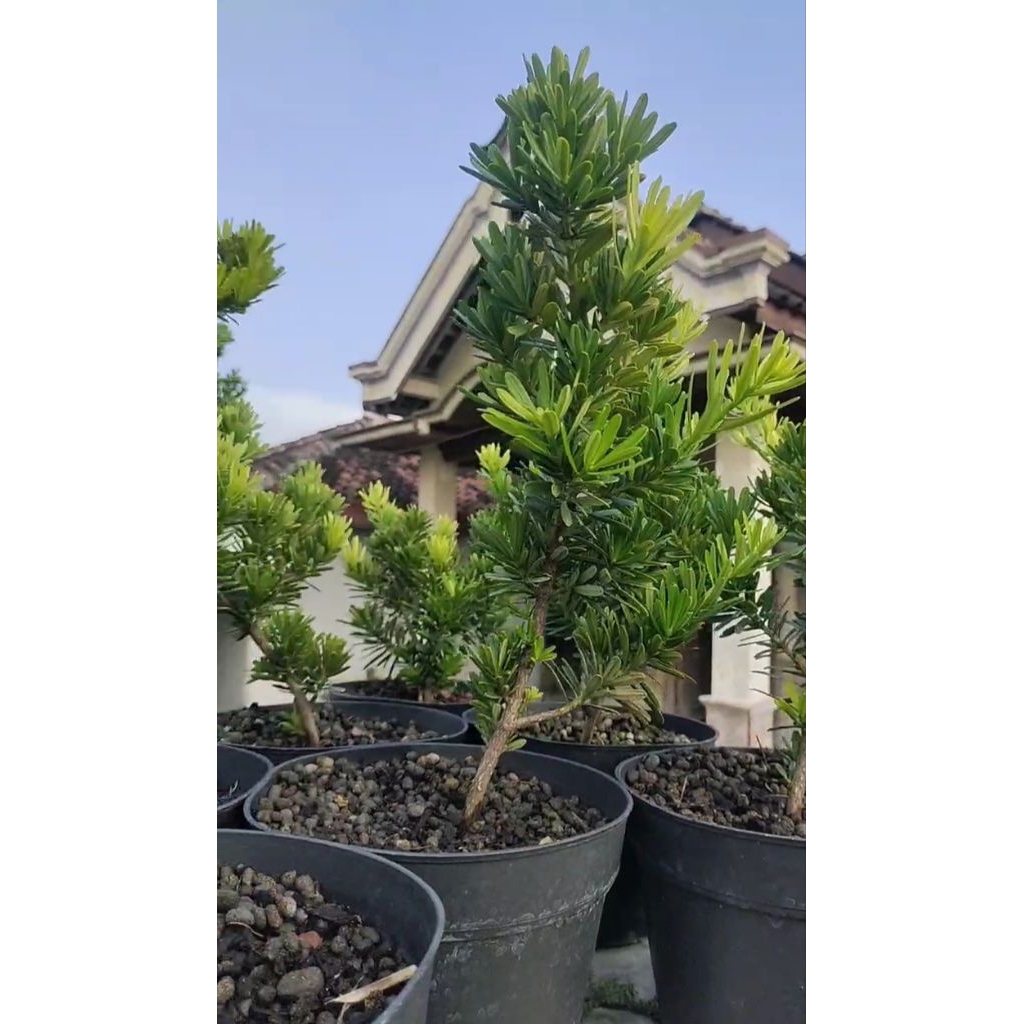 bibit lohansung cincuan