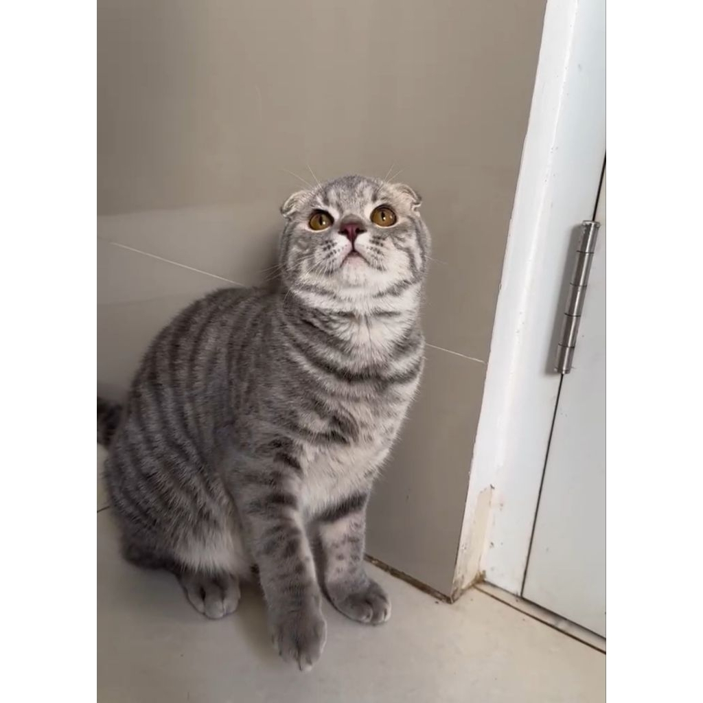 Scootish fold betina