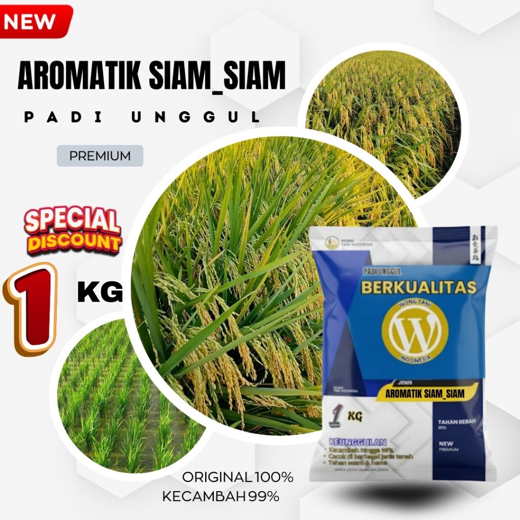 PADI BENIH GALUR UNGGUL AROMATIK SIAM SIAM ORIGINAL