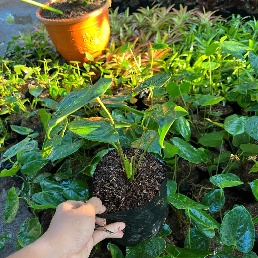 TANAMAN HIAS ANTHURIUM MICKEY MOUSE || ANTHURIUM MICKEY MOUSE