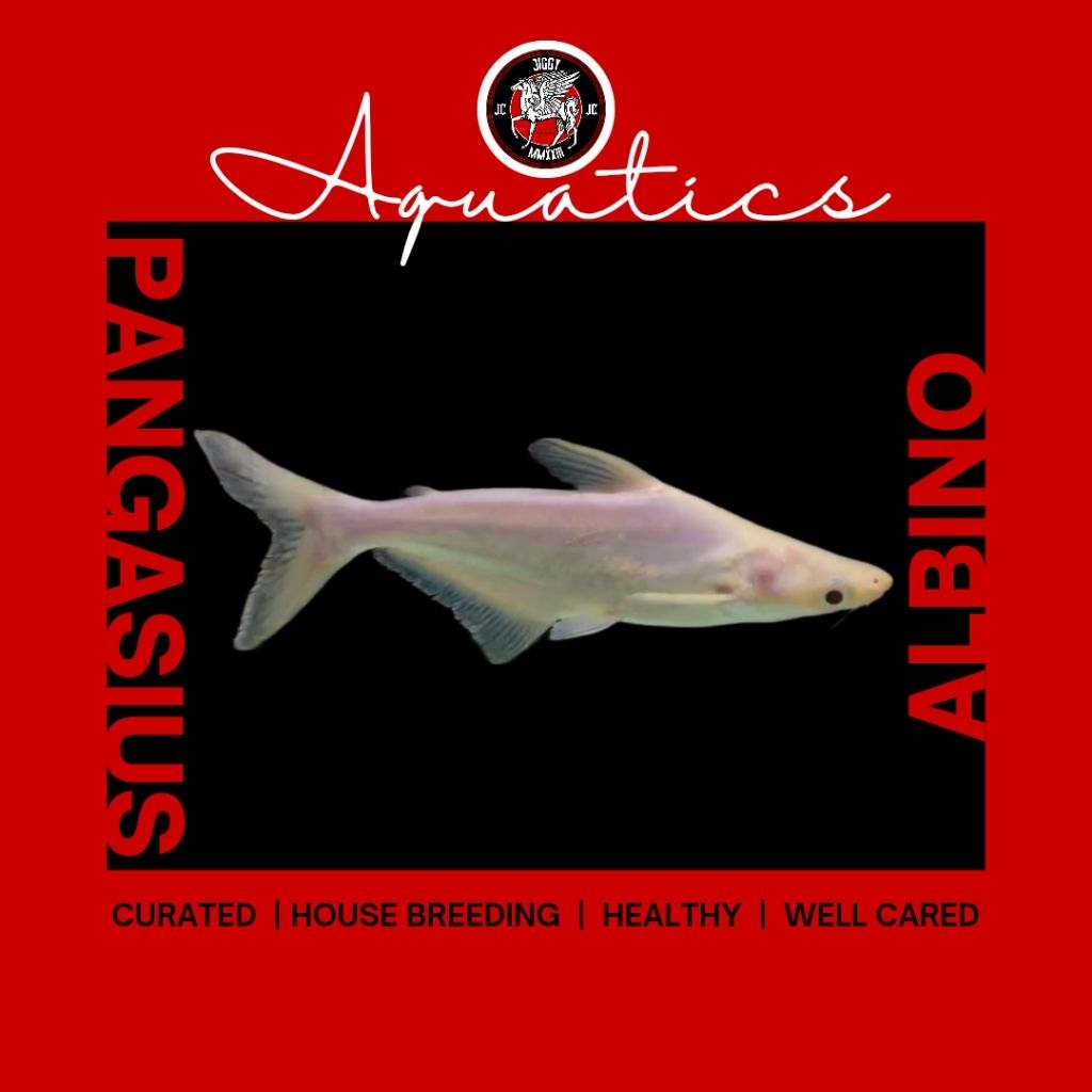 hiasan rumah PANGASIUS | PATIN albino/black