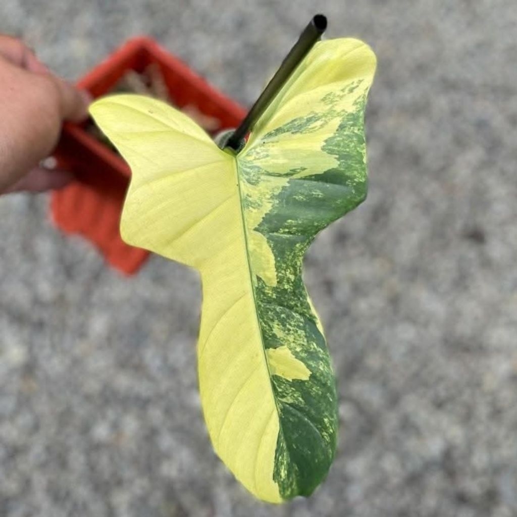 TANAMAN HIAS VIOLIN VARIGATA 1 DAUN PANCING