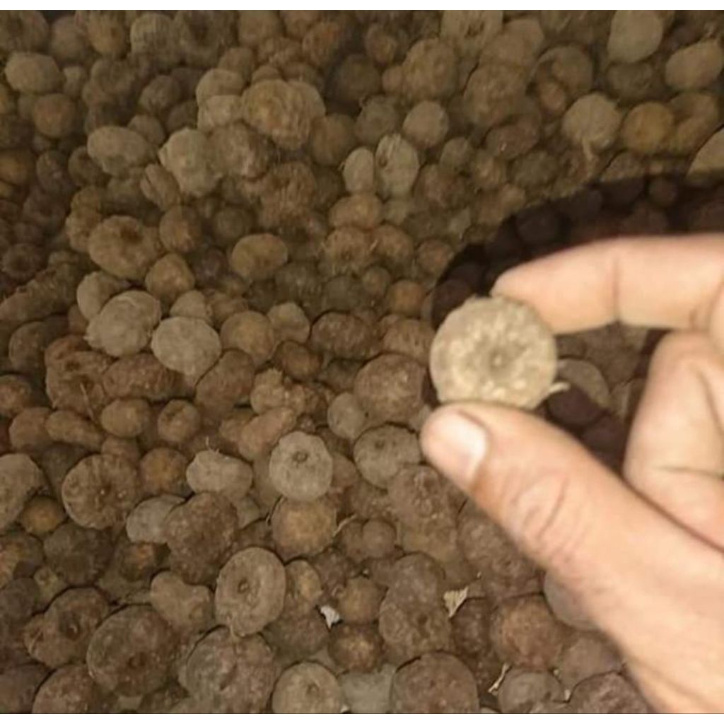 jual umbi porang 1kg untuk bibit