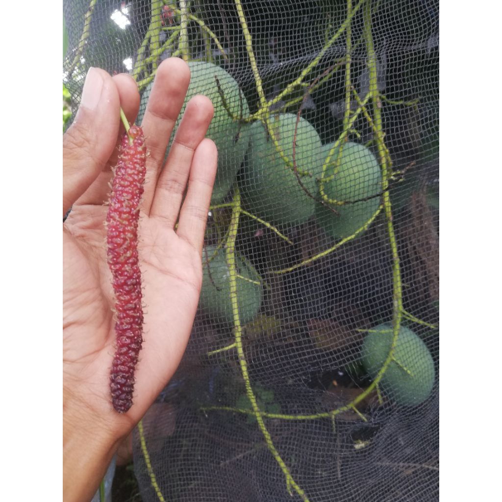 bibit murbei long manis real | fresh cutting