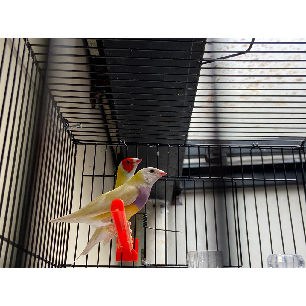 burung gould amadine