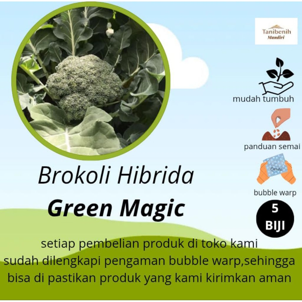 5 biji Benih Brokoli Hibrida GREEN MAGIC
