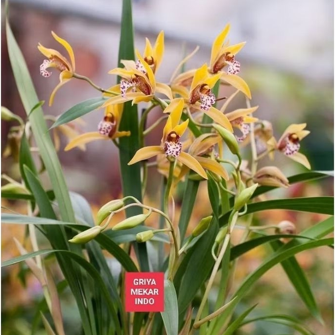 Anggrek Tanah Cymbidium wangi (id. Tigrinum )