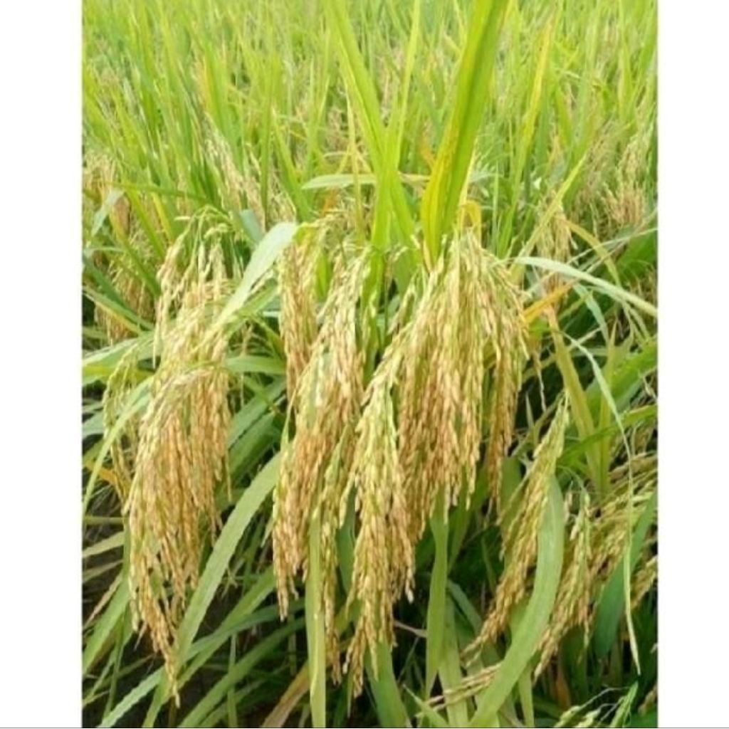 BENIH PADI UNGGUL BERKUALITAS IF 8 ORIGINAL KEMASAN 1KG