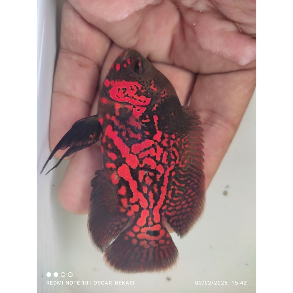 Oscar Tiger Black 7-8cm