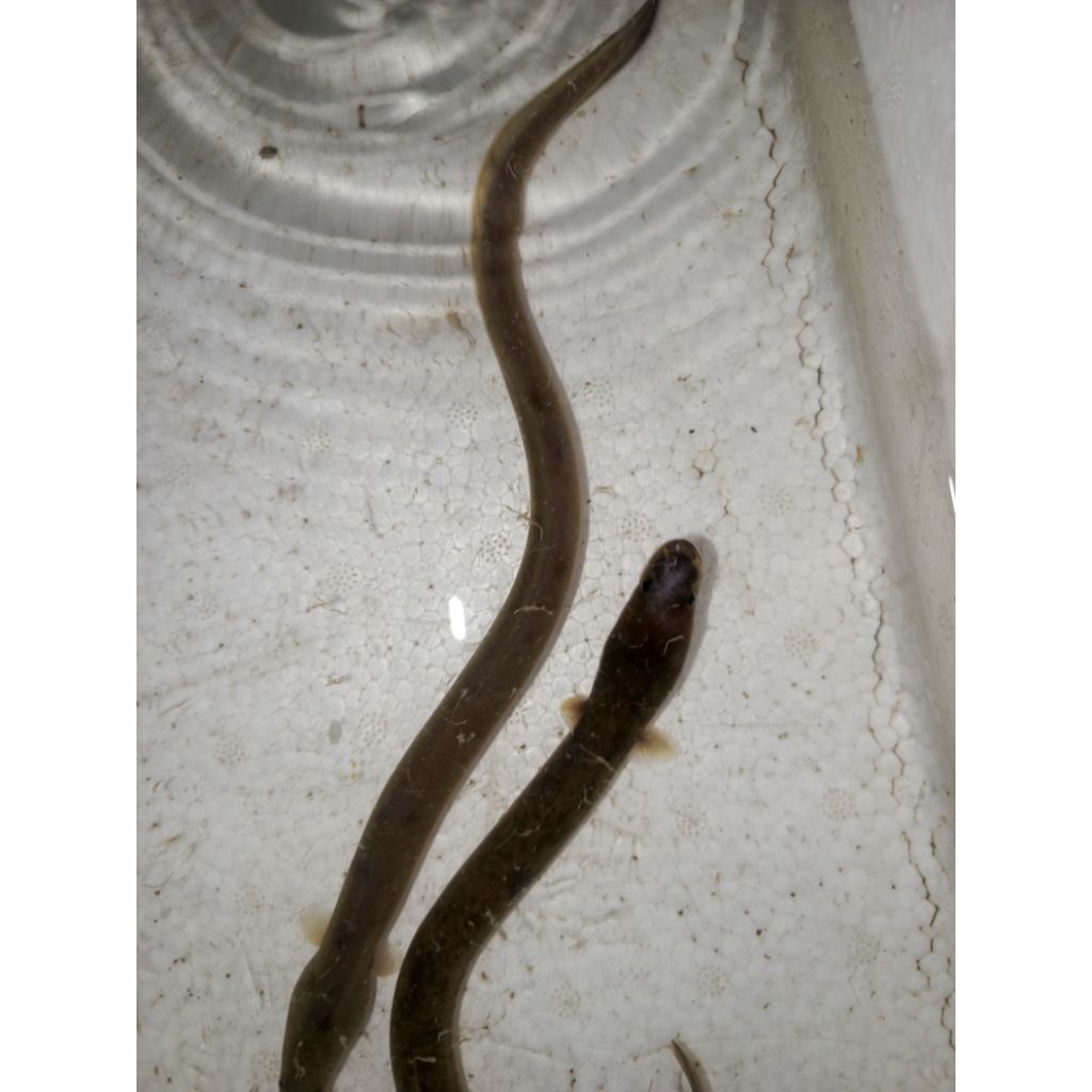 Bibit sidat 7 ekor ( 20 gr"±  per ekor ) Anguilla Bicolor