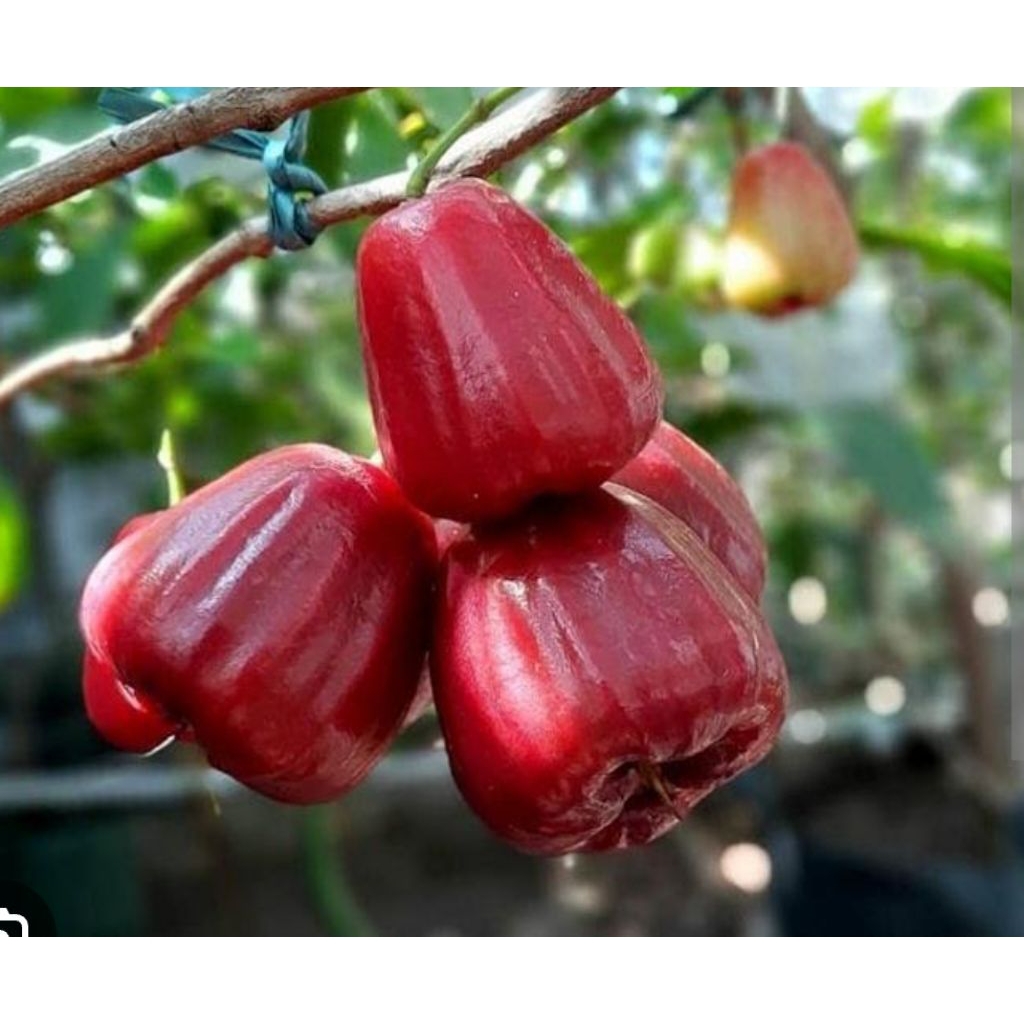 BIBIT JAMBU AIR JUMBO CITRA MADU DELI DALHARI