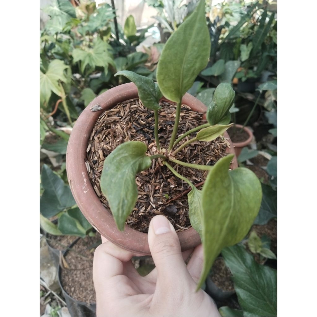 anthurium corong x jemani koleksian