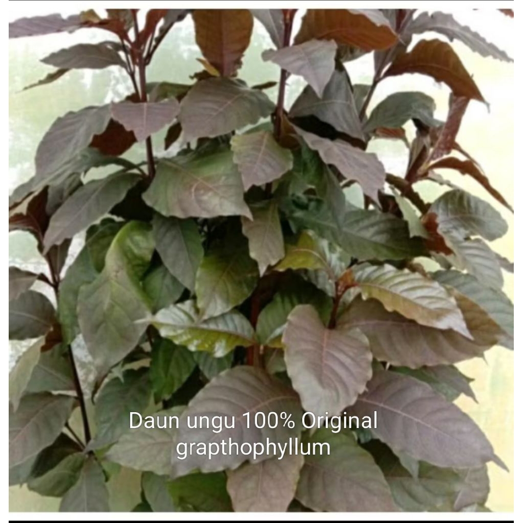 DAUN UNGU  SEGAR UNTUK HERBAL AMBEIEN ATAU WASIR