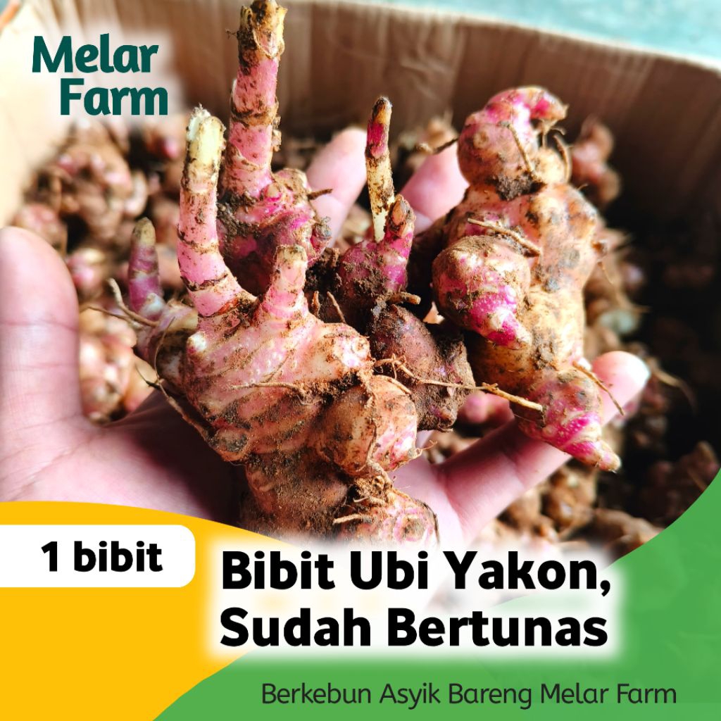 1 BIBIT UBI YAKON WONOSOBO SIAP TANAM SUDAH BERTUNAS
