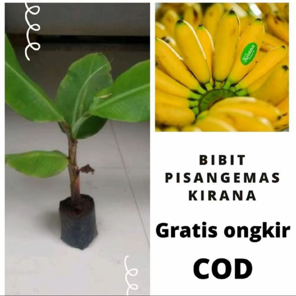 Bibit Tanaman Buah Pisang Emas - Pohon Buah Pisang Emas Bibit Unggul - Tanaman Buah Pisang Mas Manis