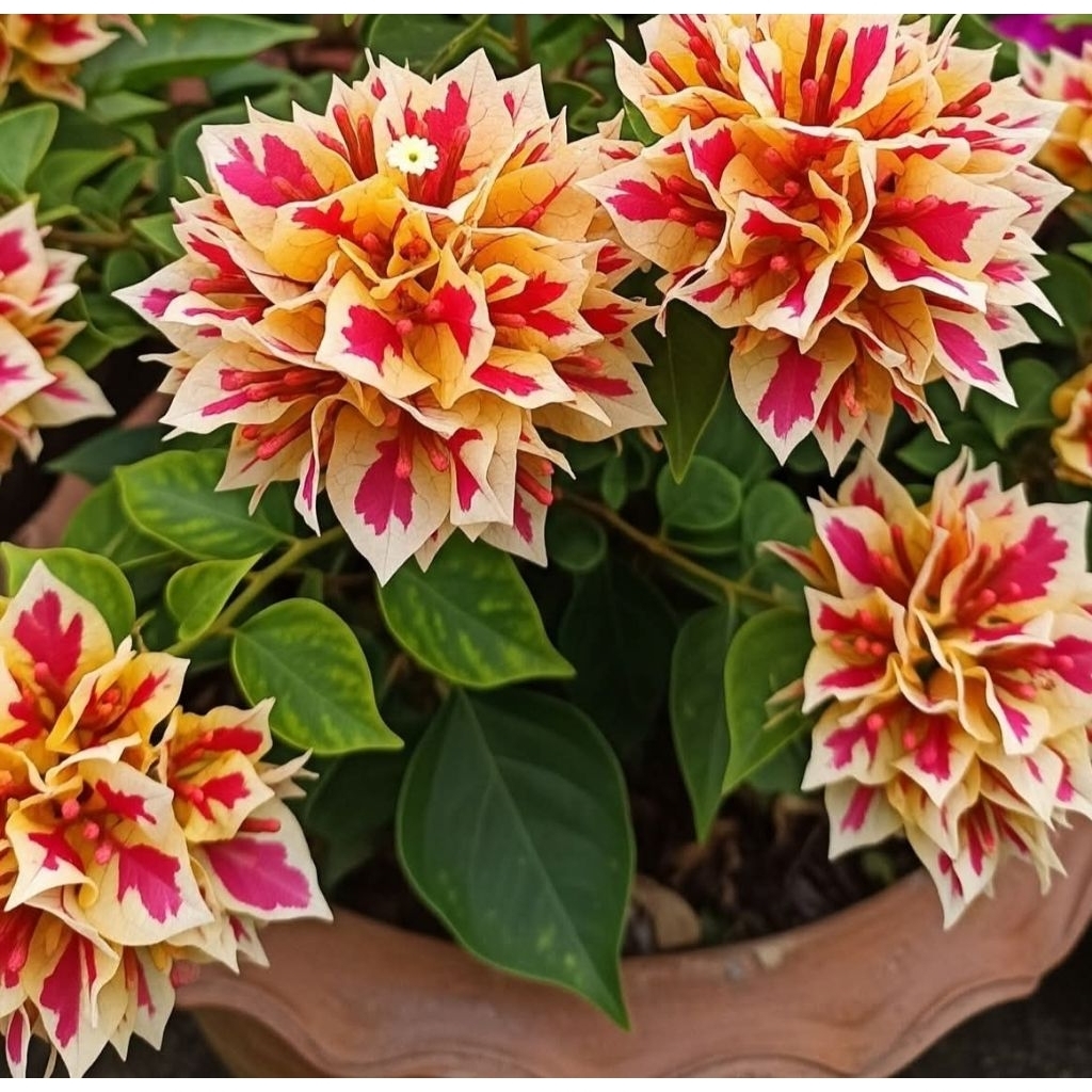 bunga burgenvile jenis hibrid thailand bunga sudah hidup