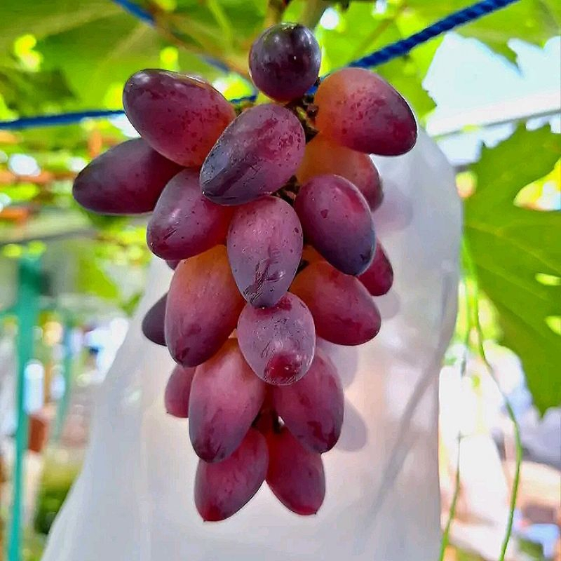 bibit anggur impor taldun batang super besar Valid