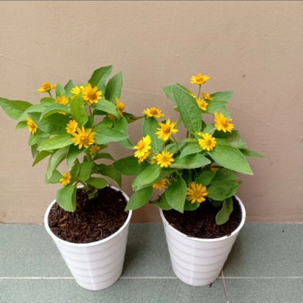 bibit tanaman bunga matahari/bunga matahari mini