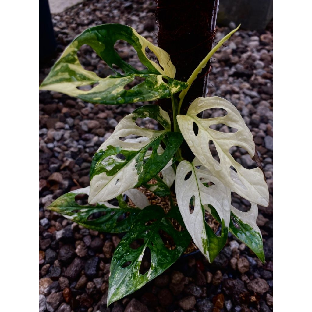 Garden Grace janbol acuminata varigata