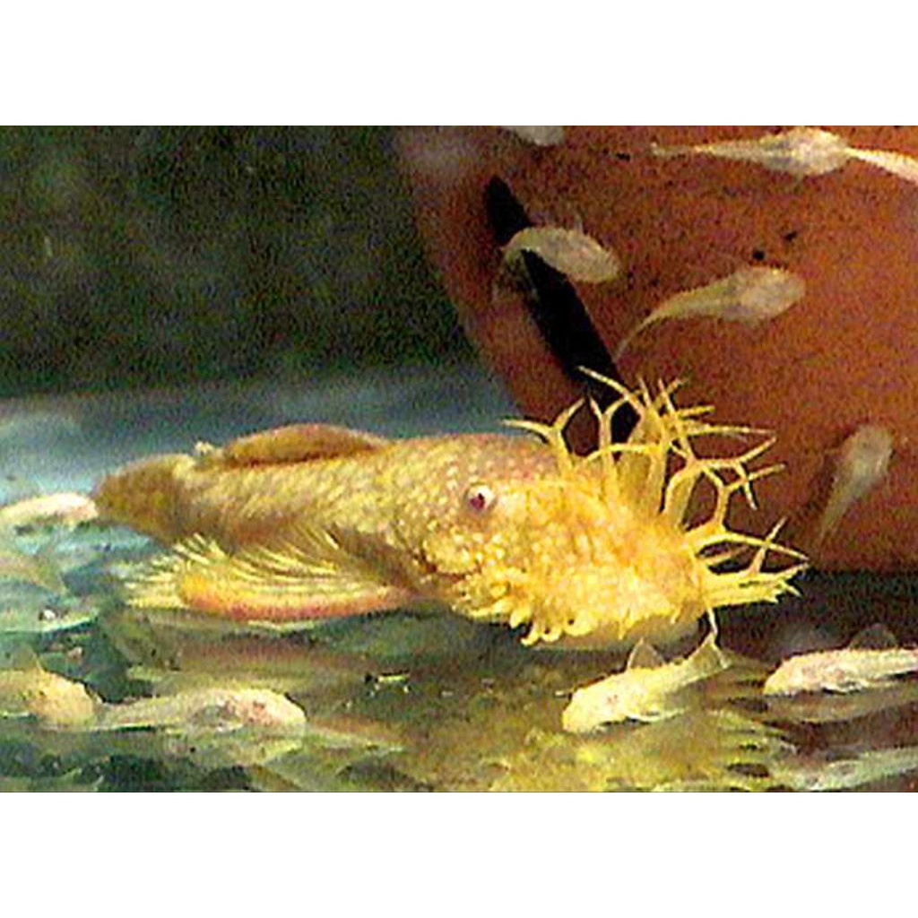 pembersih air bristelnose / brusmouth / pleco l144