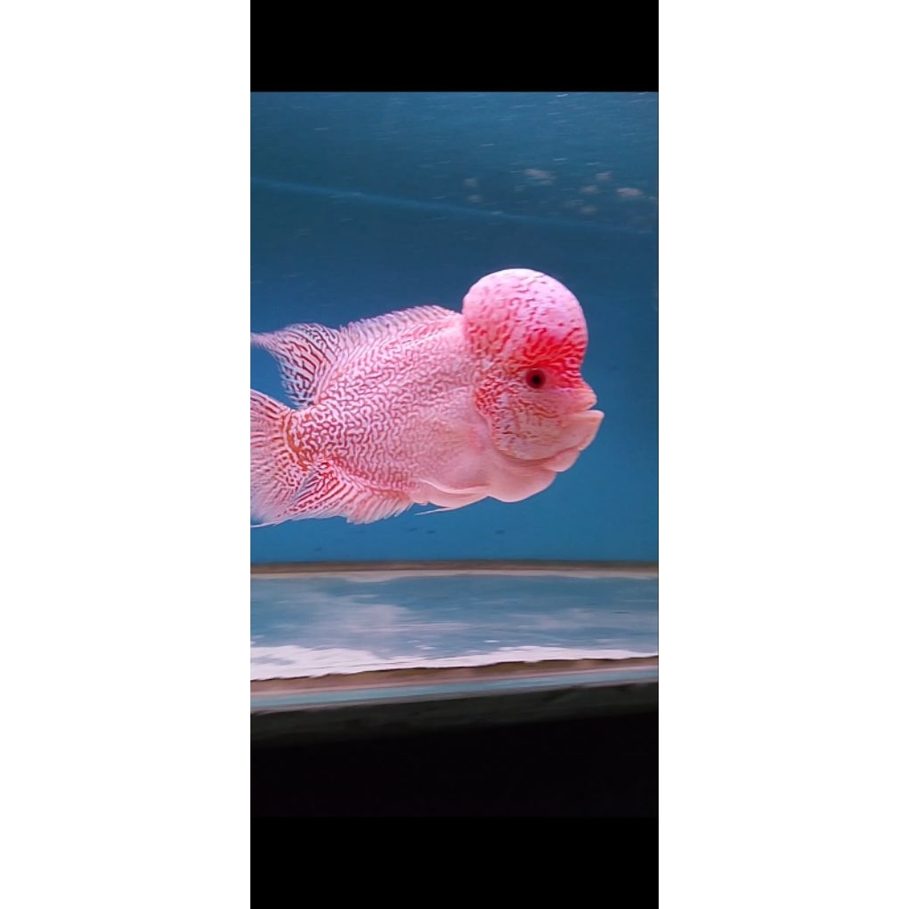 Burayak Cencu GB (Golden base Cencu)