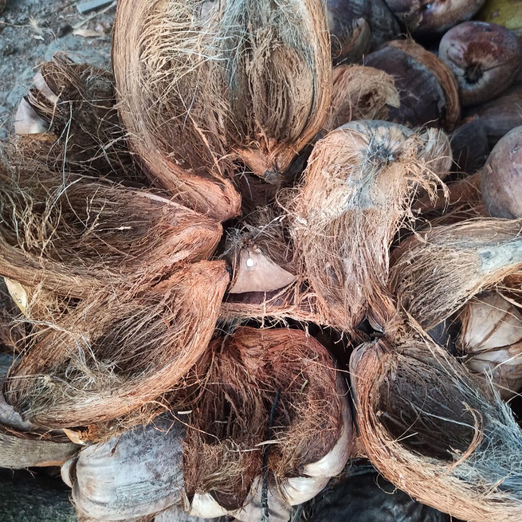 Sabut Kelapa Utuh / Tapas Kelapa Kering 500 gr/1 kg