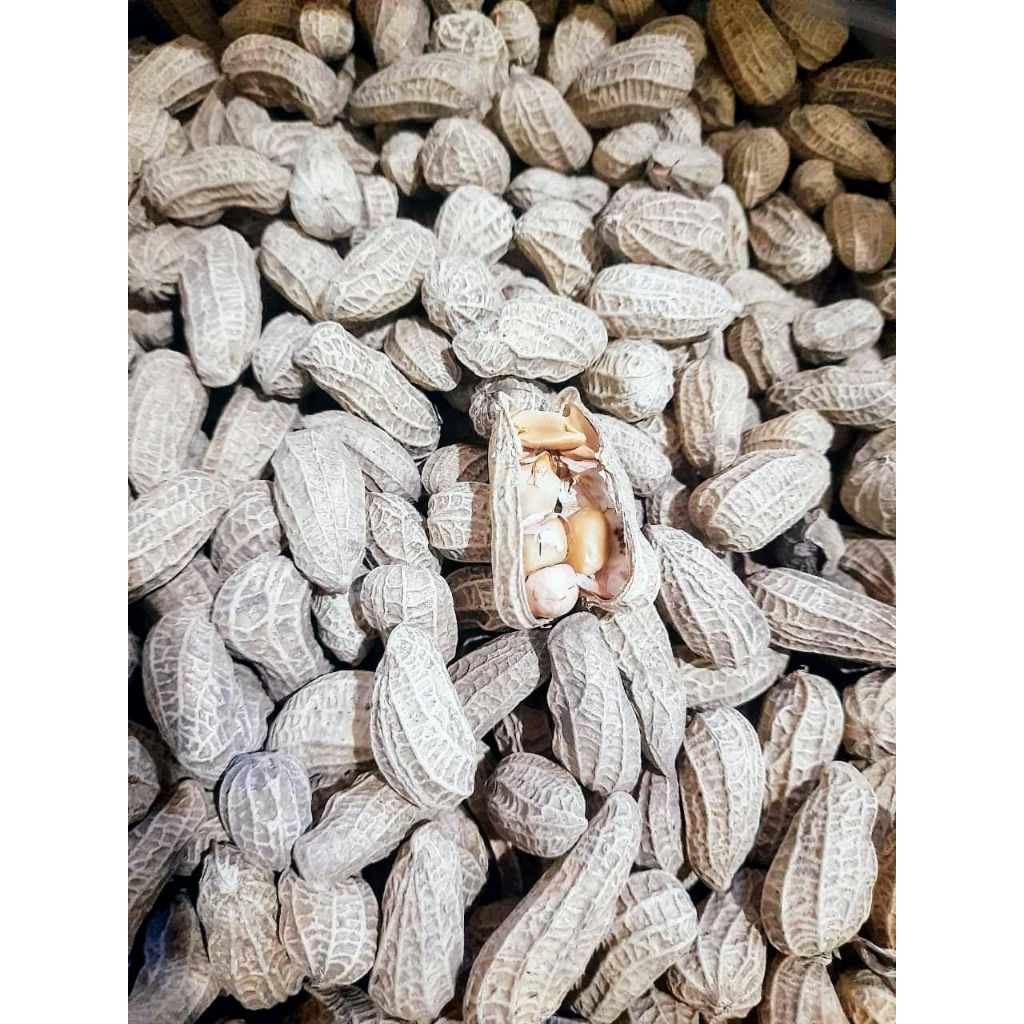 Kacang sangrai kulit 5kg an