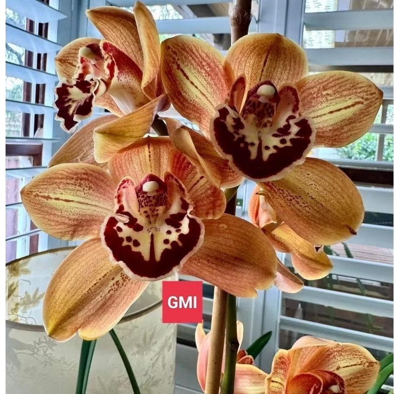 Anggrek Tanah Cymbidium wangi ( Orange Crush )