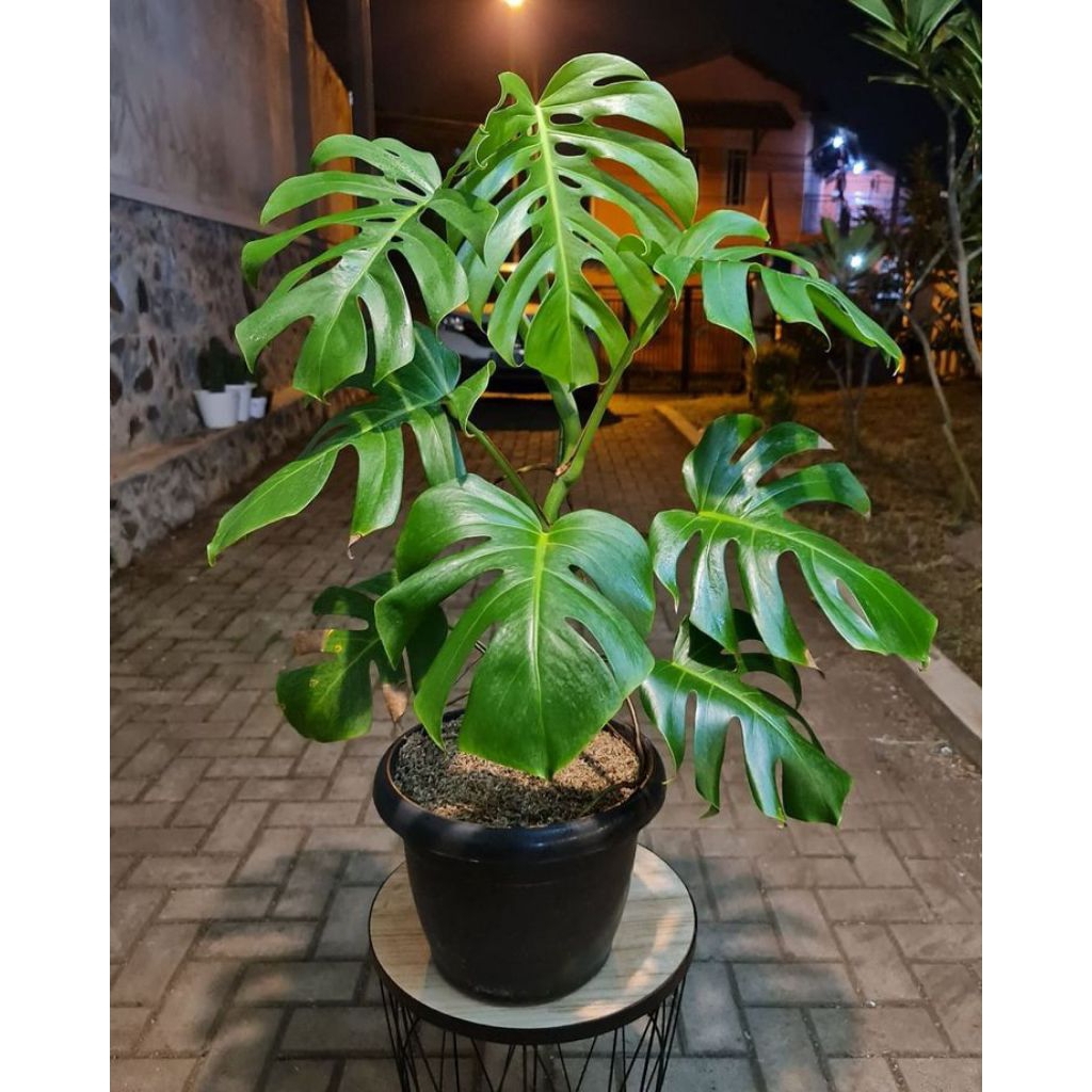 Tanaman Hias TERMURAH Monstera King Jumbo - Tanaman Monstera King Indor Plant