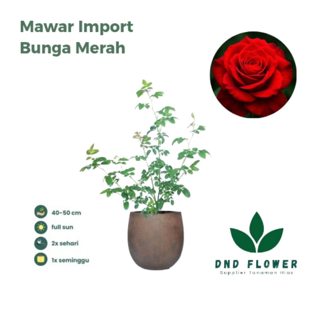 ( BISA COD ) TERMURAH Tanaman Hias Mawar Import Bunga Merah - Mawar Hidup